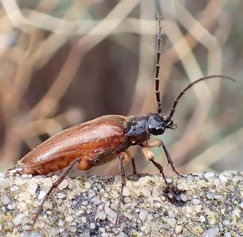 Cebrio gigas